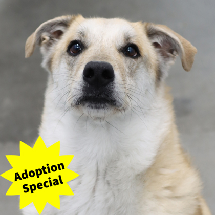 Adoptable Dogs - Fairfield Area Humane Society
