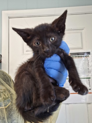 Cats currently in shelter | Clay County, FL