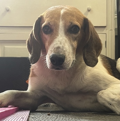 Buddy HW+ (@ Foster)