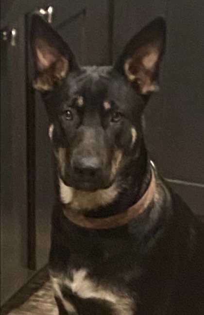 Rex