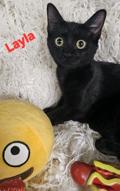 Layla @ PetSmart
