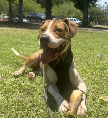 Harvey 2