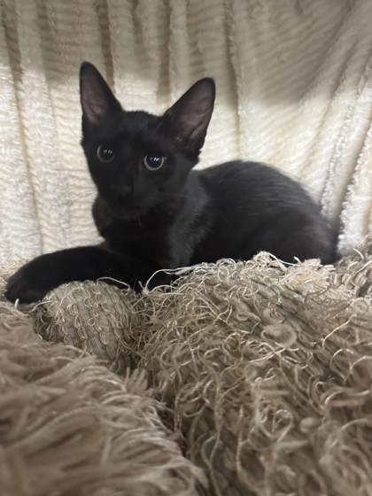 Watermelon @ PetSmart 2