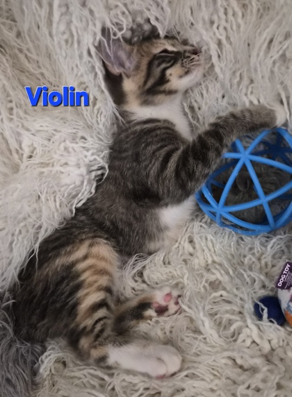 Violin