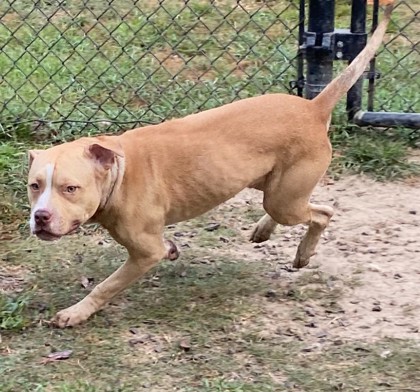 Chico