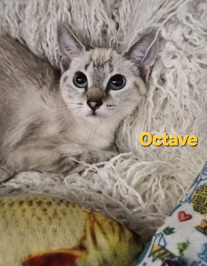 Octave