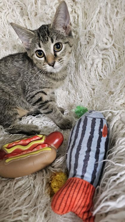 Margo @ PetSmart 3