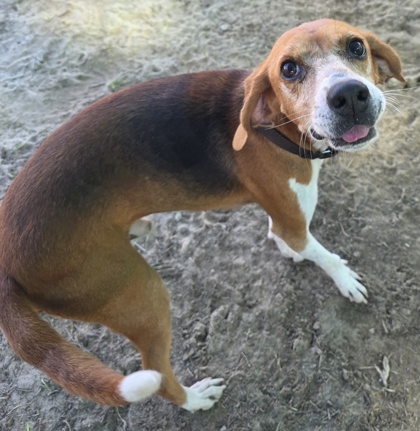Shiloh (HW+ Treatment Sponsored) 2