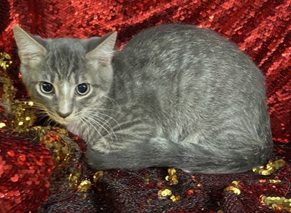 Gray @PetSmart Conway 3
