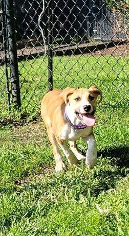 Dasher   (Purple Collar)