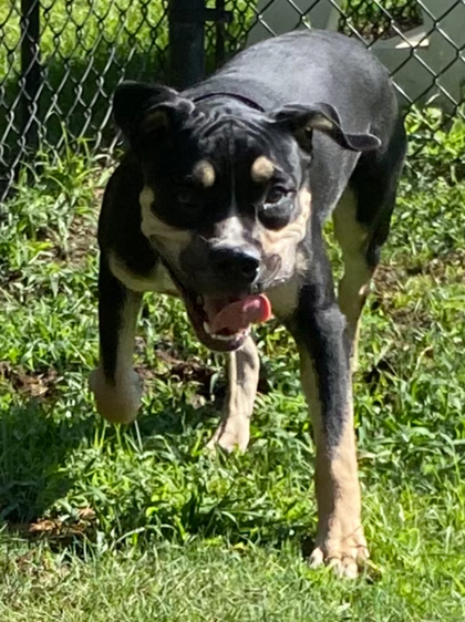 Basil