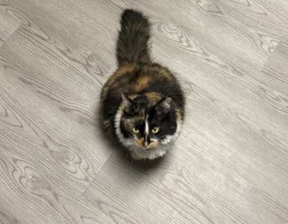 mochi