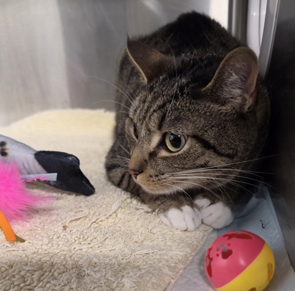 Rhett @ PetSmart-Conway 3