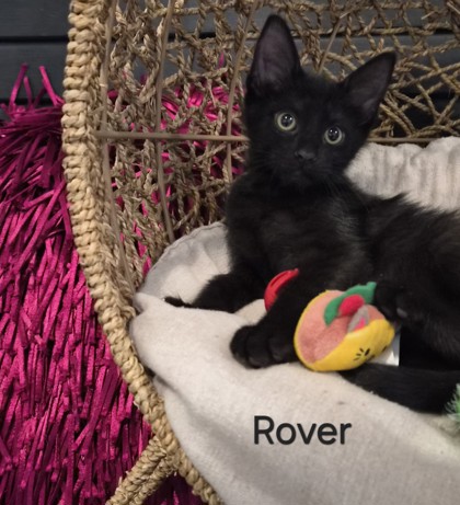 Rover @ PetSmart
