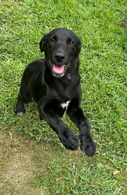 Zapata