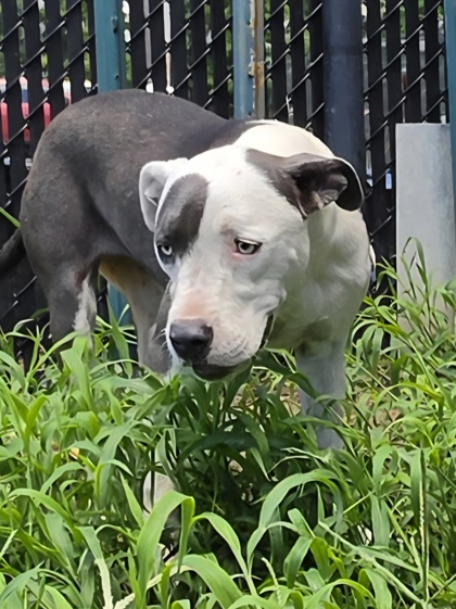 Coco