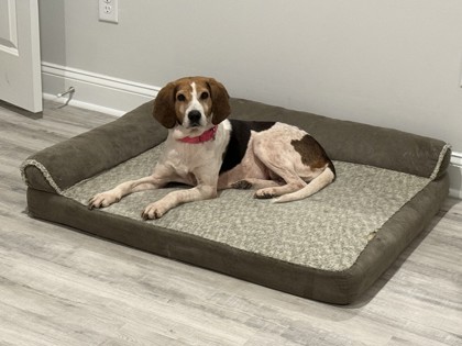 Vampire (HW+) (In Foster Home)