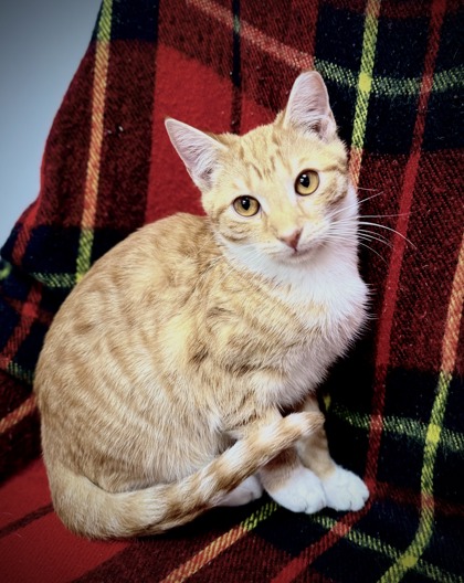 Pumpkin (@Petsmart) 2