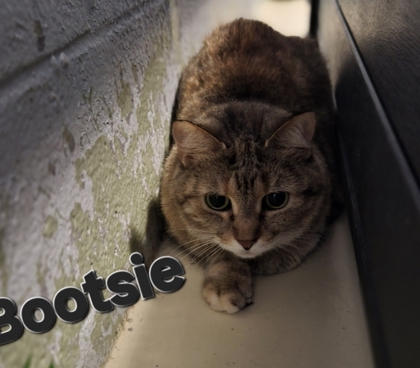 Bootsie