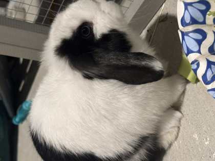 oreo