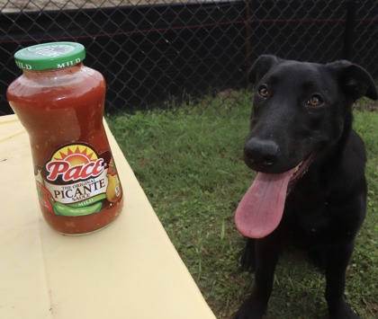Salsa 3