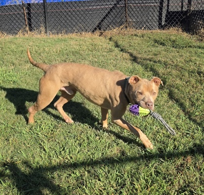 Gator "Goober" 3