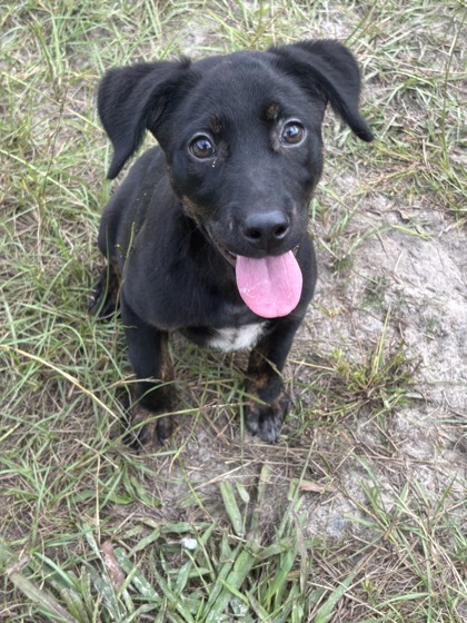Bellatrix