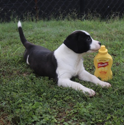 Mustard