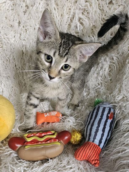 Graham @ PetSmart 2