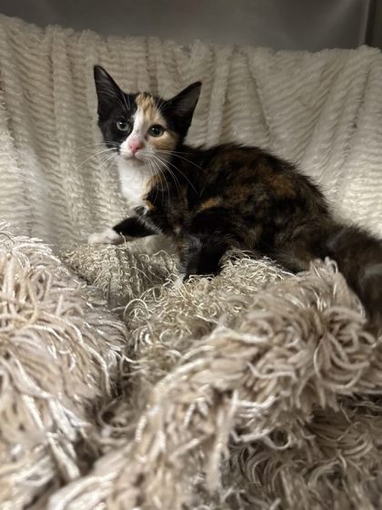 Spice @ PetSmart 2