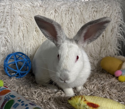 Bunny