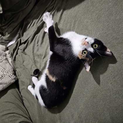 Pickle