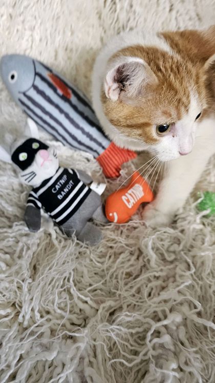 Lucky @ PetSmart 3