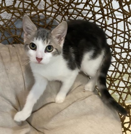 Astrid @ PetSmart 3