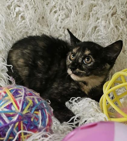 Luna 2