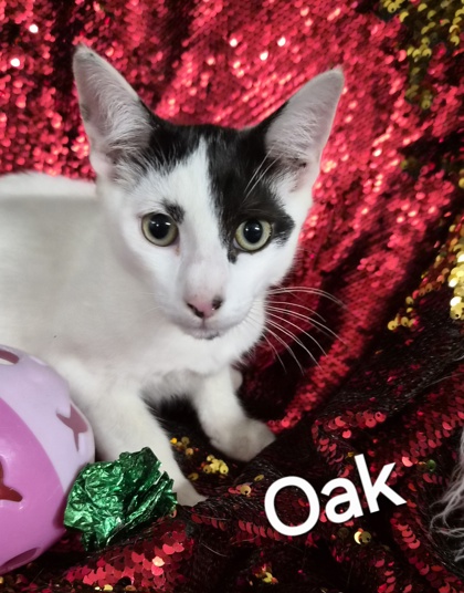 Oak