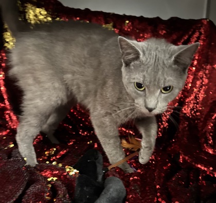 Little Boy (@ PetSmart) 2