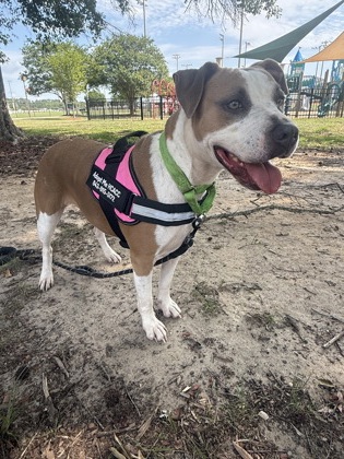 Suzie (HW+) (HW Treatment Sponsored)