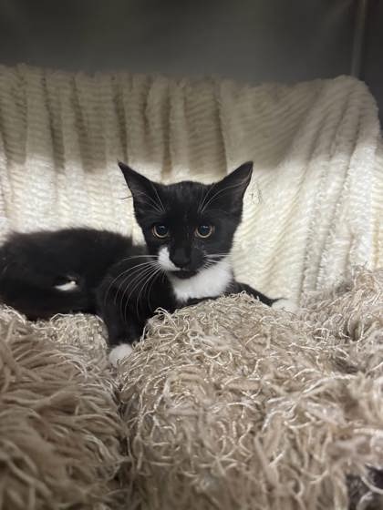Mango @ PetSmart 2