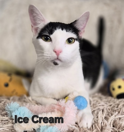 Ice Cream