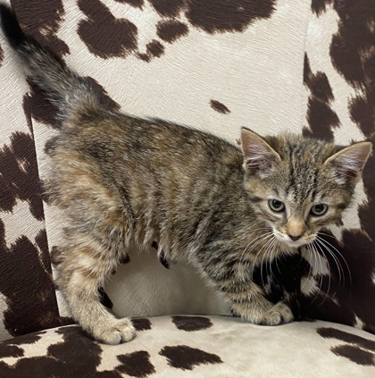 Reese's @ PetSmart 2