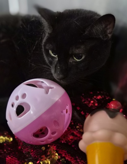 Ladybug 2
