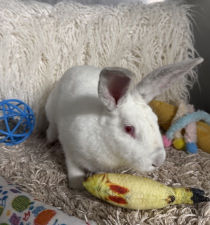 Bunny 3