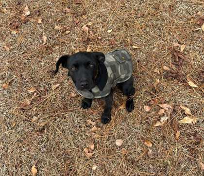 Blackie