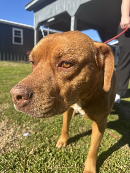 "Stone"Cold Steve Austin 3