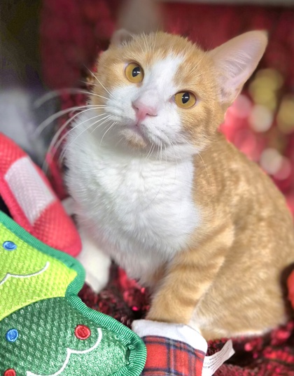 Razzmatazz @ PetSmart 2