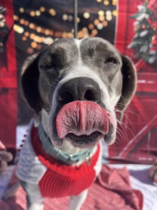 Rhonda(HW+ Treatment Sponsored)