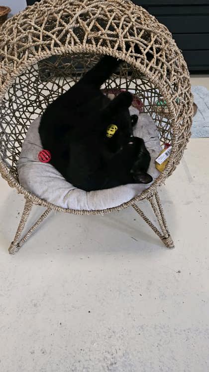 Jinx @ PetSmart 3