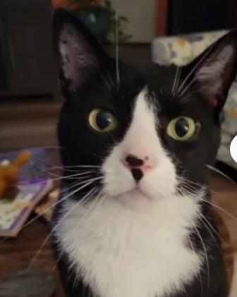 Mr, Kitty