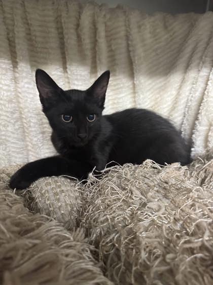 Watermelon @ PetSmart 3